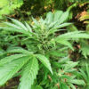 Lemon Jack Auto