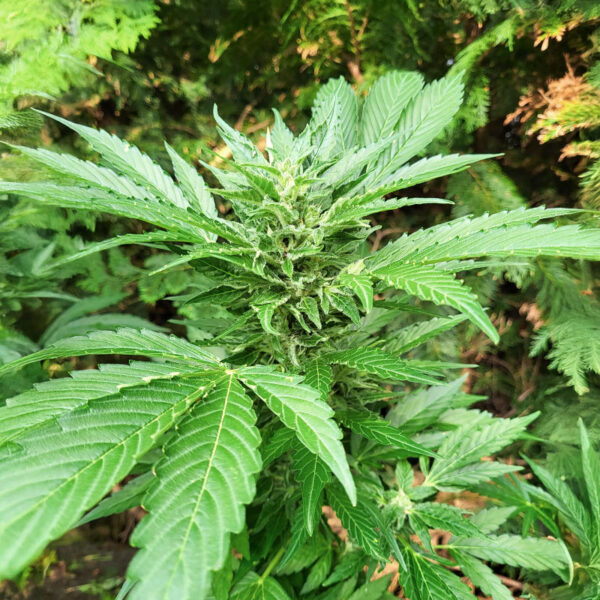 Lemon Jack Auto