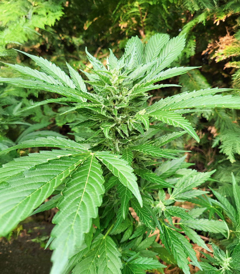 Autoflower Seeds