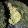 Lemon Jack Auto