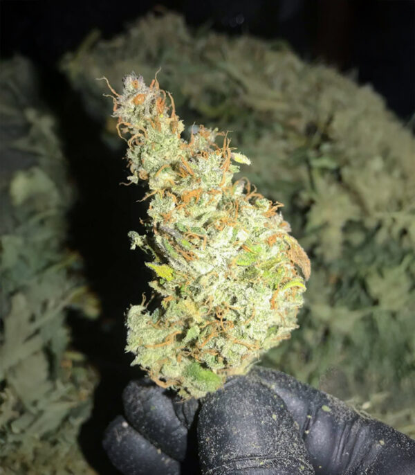 Lemon Jack Auto