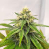 purple-gelato-autoflower-cannabis-buds Purple Gelato Auto
