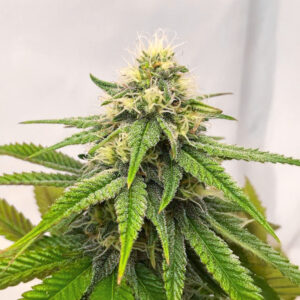 purple-gelato-autoflower-cannabis-buds Purple Gelato Auto