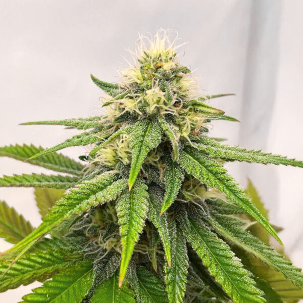 purple-gelato-autoflower-cannabis-buds Purple Gelato Auto