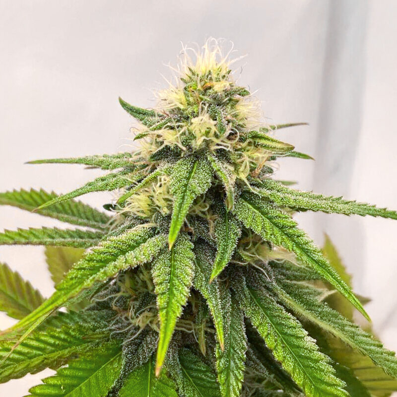 Purple Gelato Auto