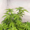 purple-gelato-autoflower-cannabis-plant Purple Gelato Auto