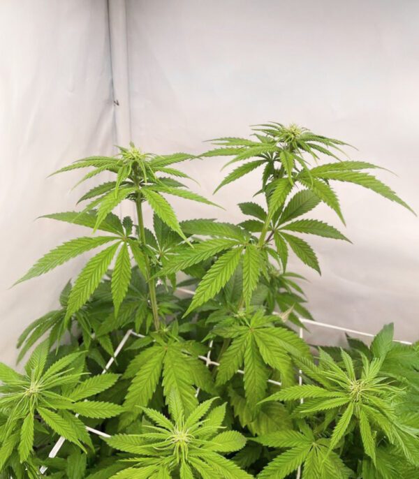 purple-gelato-autoflower-cannabis-plant Purple Gelato Auto