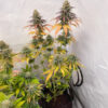 purple-gelato-autoflower-marihuana-plant Purple Gelato Auto