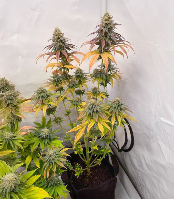 purple-gelato-autoflower-marihuana-plant Purple Gelato Auto