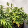 purple-gelato-autoflower-marijuana-plant Purple Gelato Auto