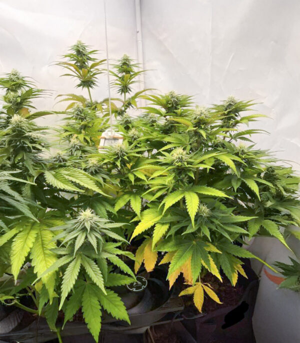 purple-gelato-autoflower-marijuana-plant Purple Gelato Auto