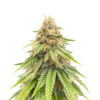 purple-gelato-autoflower-strain Purple Gelato Auto