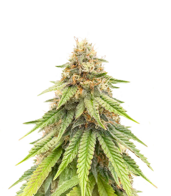 purple-gelato-autoflower-strain Purple Gelato Auto