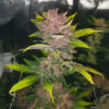 Purple Lemonade Poison Auto