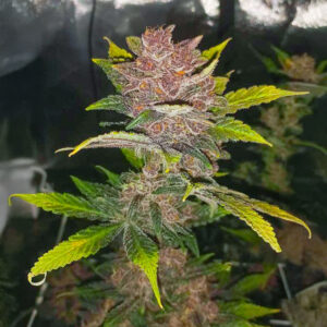 purple-lemonade-poison-autoflower-cannabis-buds Purple Lemonade Poison Auto