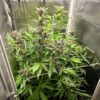 Purple Lemonade Poison Auto
