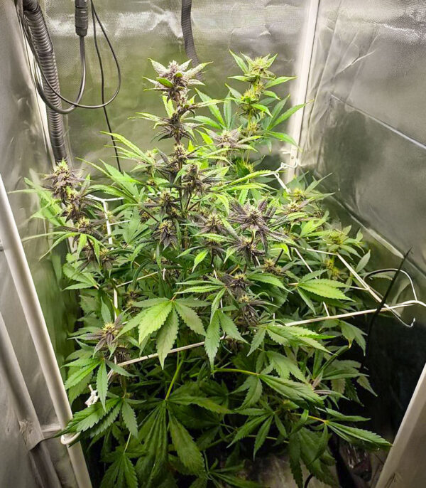 Purple Lemonade Poison Auto