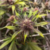 Purple Lemonade Poison Auto