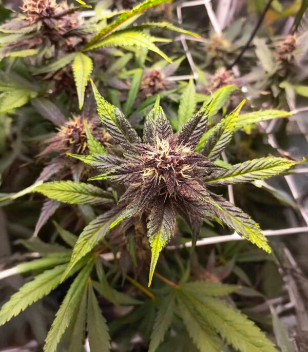 Purple Lemonade Poison Auto