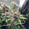 Purple Lemonade Poison Auto