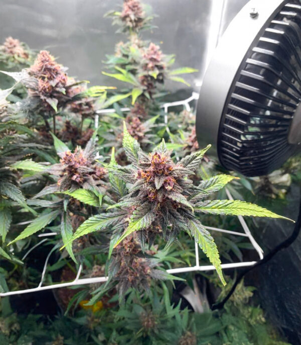 Purple Lemonade Poison Auto