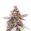 Purple Lemonade Poison Auto