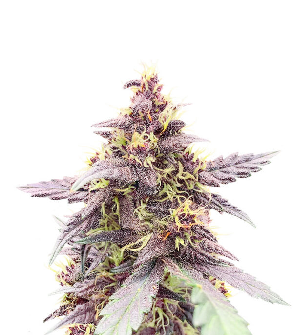 Purple Lemonade Poison Auto