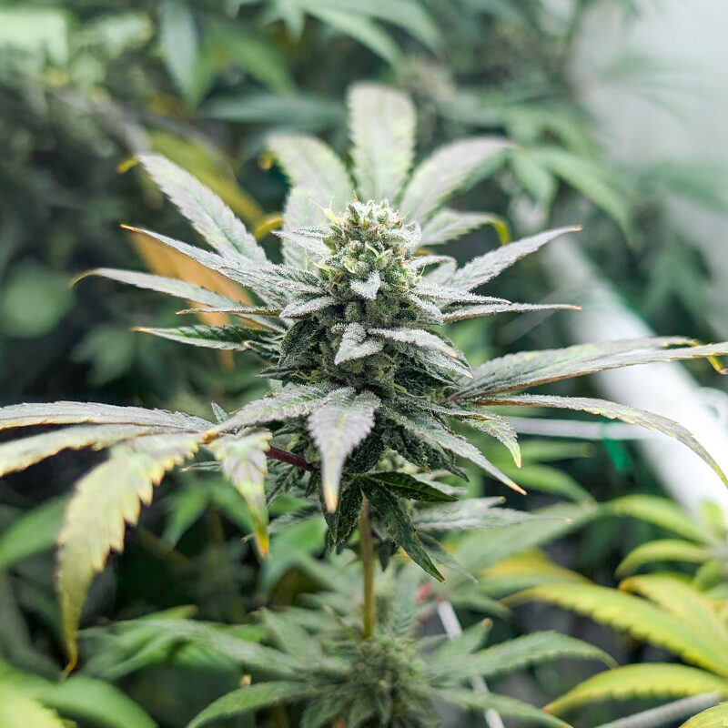 Purple Punch F1