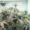 Purple Punch F1