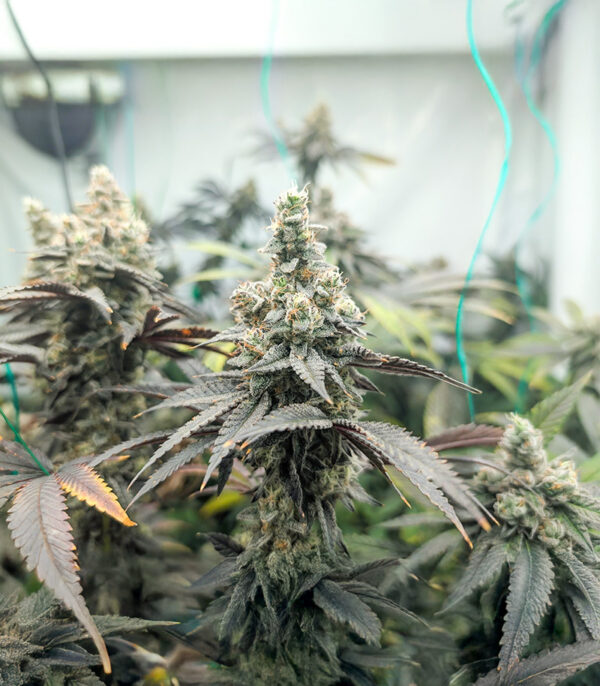 Purple Punch F1