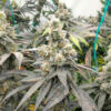 Purple Punch F1