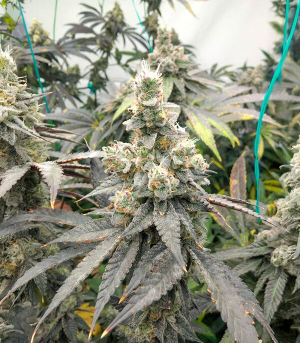 Purple Punch F1