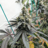 Purple Punch F1