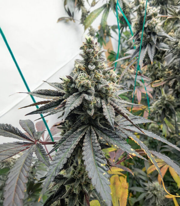 Purple Punch F1