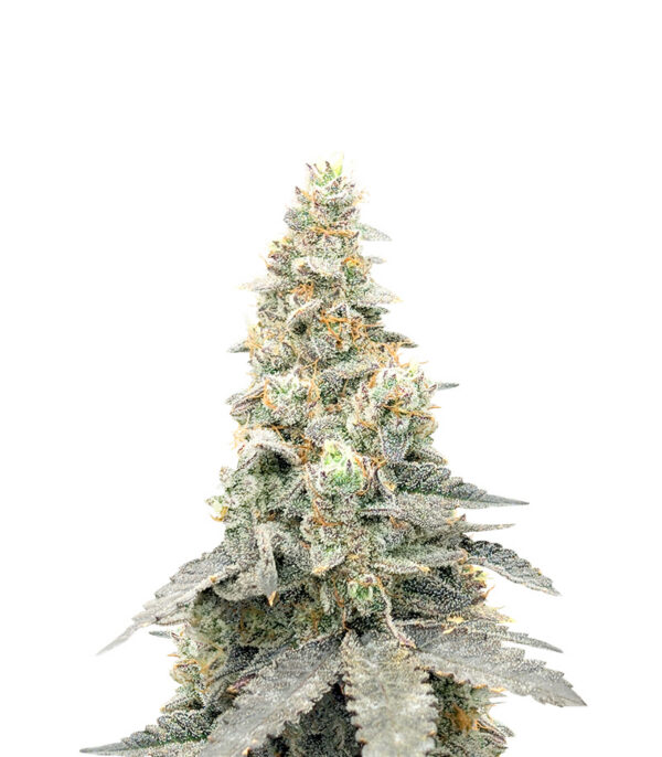 Purple Punch F1