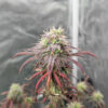 purple-tropicana-cookies-autoflower-cannabis-buds Purple Tropicana Cookies Auto
