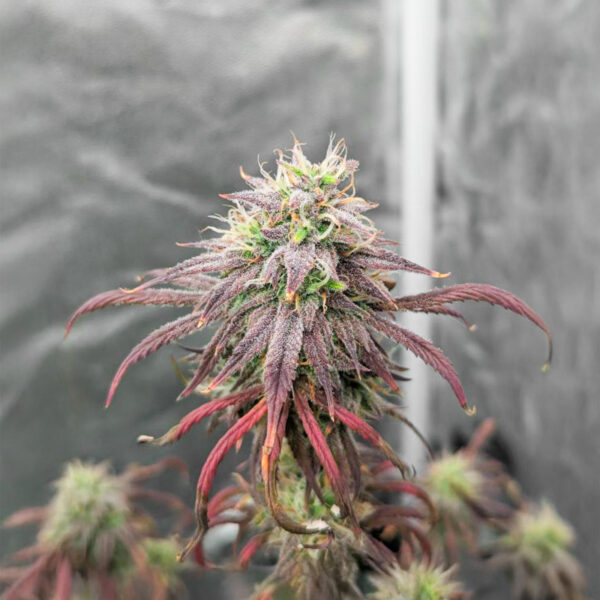 purple-tropicana-cookies-autoflower-cannabis-buds Purple Tropicana Cookies Auto