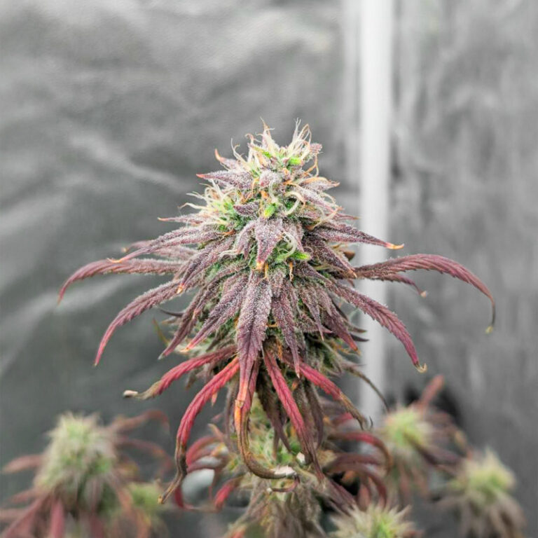 Purple Tropicana Cookies Auto cannabis seeds by Seedkeepers