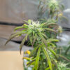 purple-tropicana-cookies-autoflower-cannabis-plant Purple Tropicana Cookies Auto