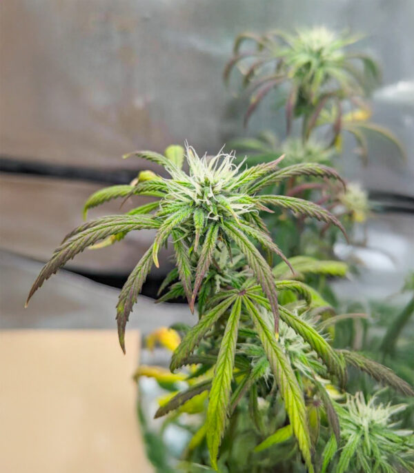 purple-tropicana-cookies-autoflower-cannabis-plant Purple Tropicana Cookies Auto