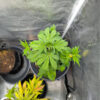 purple-tropicana-cookies-autoflower-marihuana-plant Purple Tropicana Cookies Auto