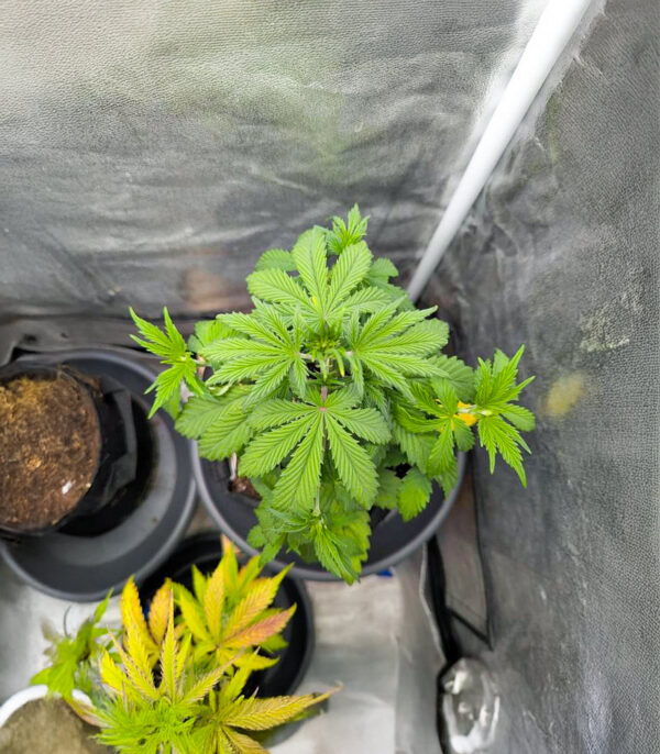 purple-tropicana-cookies-autoflower-marihuana-plant Purple Tropicana Cookies Auto