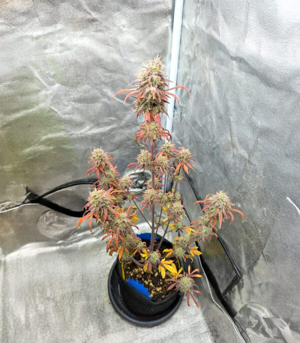 purple-tropicana-cookies-autoflower-marijuana Purple Tropicana Cookies Auto