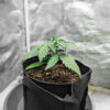 purple-tropicana-cookies-autoflower-marijuana-plant Purple Tropicana Cookies Auto