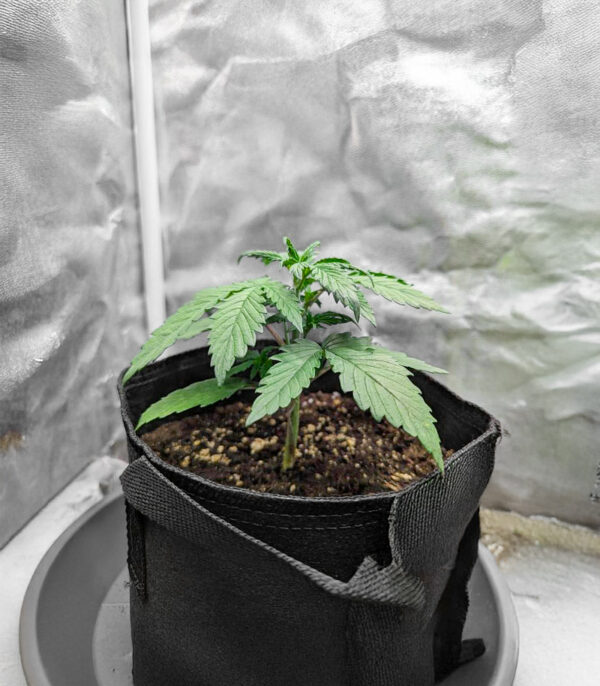 purple-tropicana-cookies-autoflower-marijuana-plant Purple Tropicana Cookies Auto