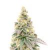 purple-tropicana-cookies-autoflower-strain Purple Tropicana Cookies Auto