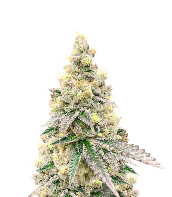 purple-tropicana-cookies-autoflower-strain Purple Tropicana Cookies Auto