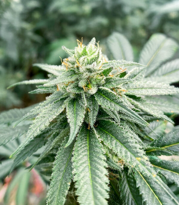 RudeBoi OG F1