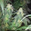 RudeBoi OG F1