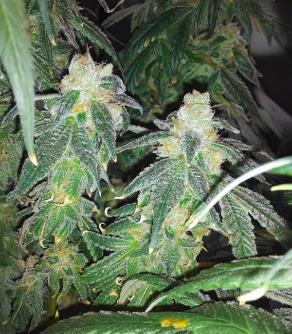 RudeBoi OG F1